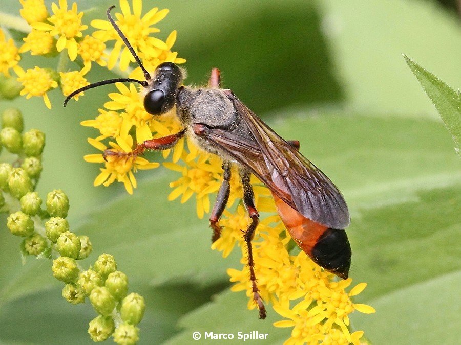 Sphecidae: Sphex flavipennis. Pi confacente S. funerarius, femmina